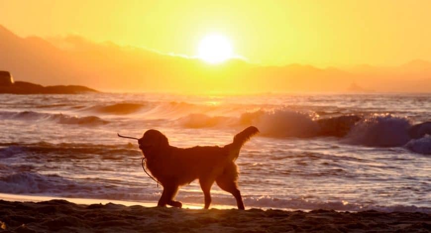 Playas para perros en Murcia y Andalucía